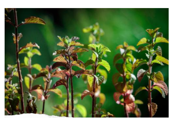 自動草稿 自動草稿